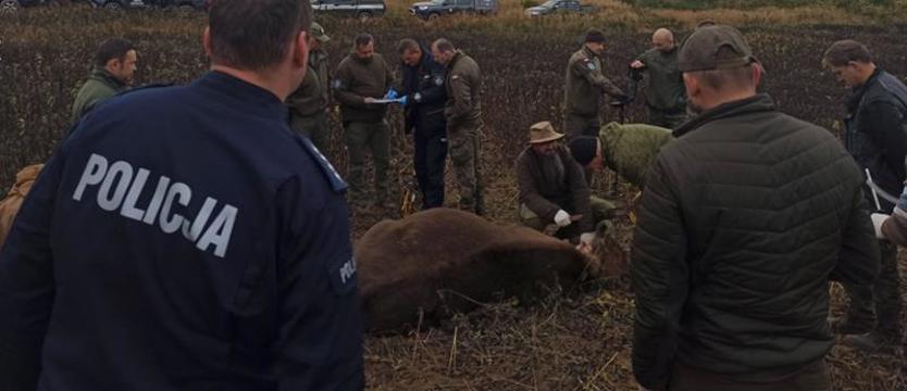 Dwa kolejne żubry zastrzelone na poligonie drawskim. Myślał, że to dziki?