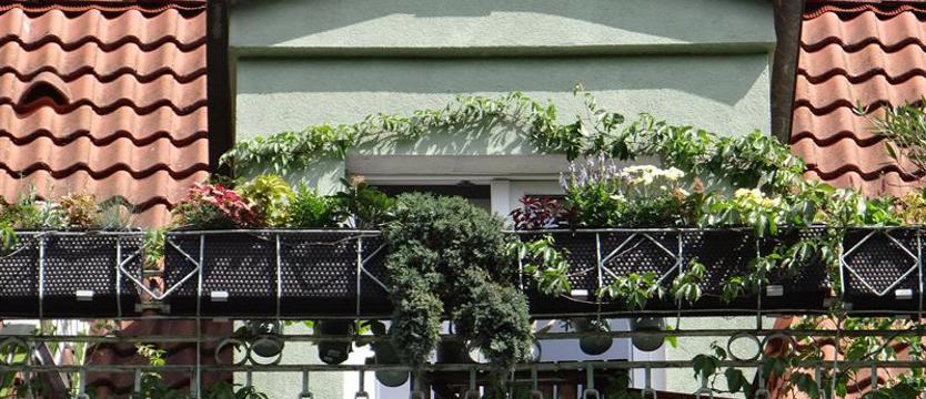 Cały Szczecin w kwiatach. Stań do rywalizacji! Bądź najlepszy!