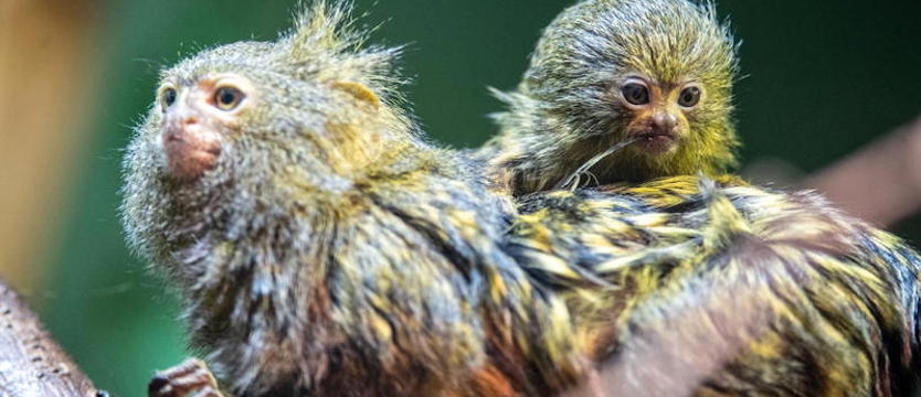 W chorzowskim Zoo urodziły się najmniejsze małpy świata pigmejki karłowate
