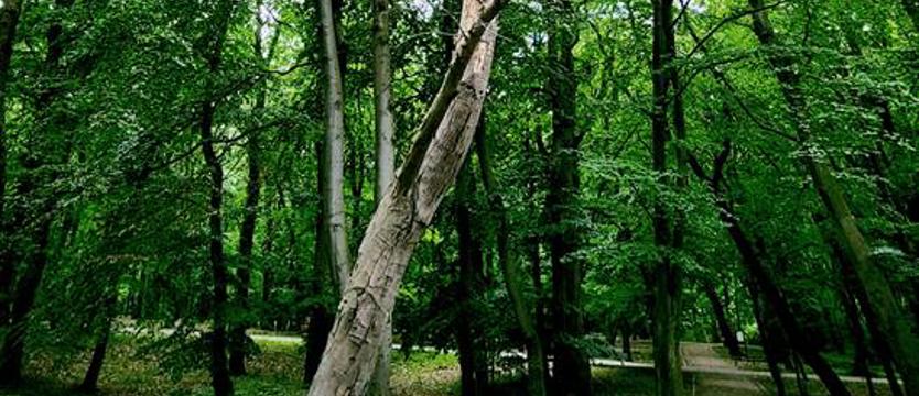 Śmierć nad głowami. Co czyha w Kołobrzegu na spacerowiczów?