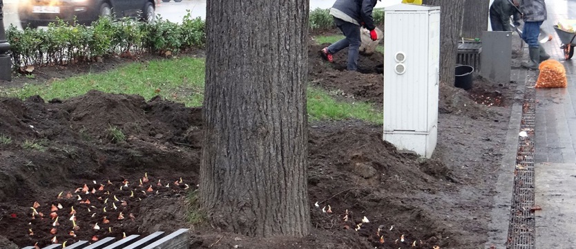 W alei rozkwitną wiosną - tulipany, narcyzy, krokusy i czosnki