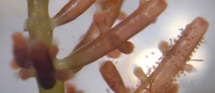 W Płocku biopaliwa z glonów