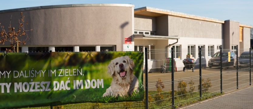 Piesek w święta niepotrzebny