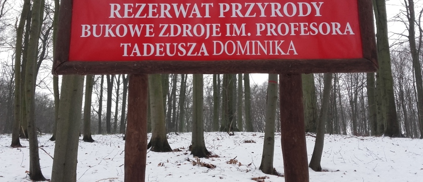 Korekta w puszczy