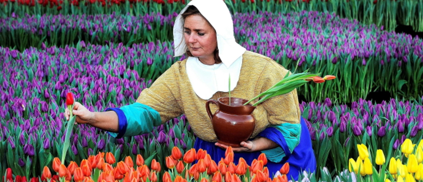 Sezon na tulipany
