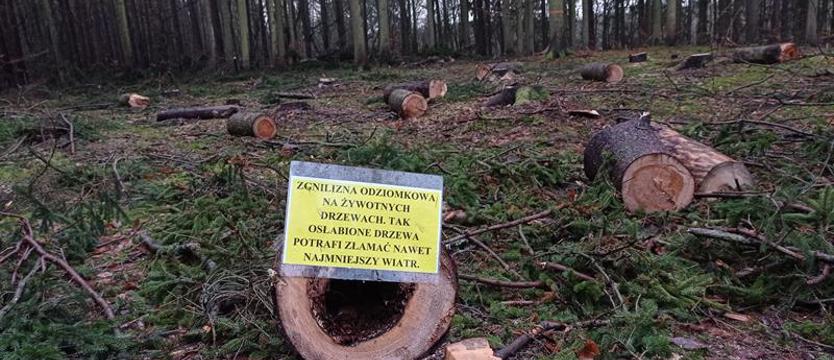 Szkoda drzew... Różne obrazy trwającej wycinki