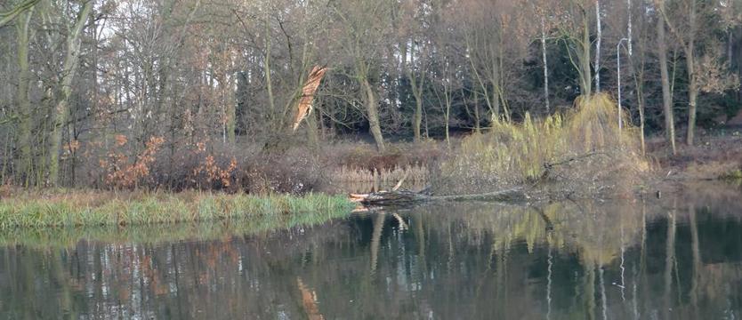 Natura (nie) pod linijkę: Rusałka i drzewa