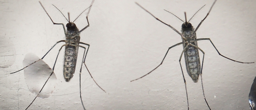 Zika w Rosji