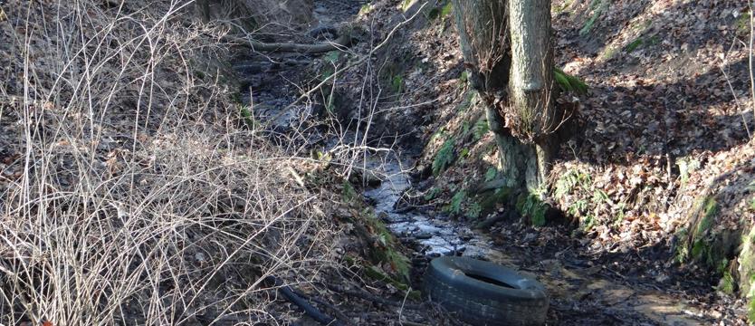 Natura i chamy