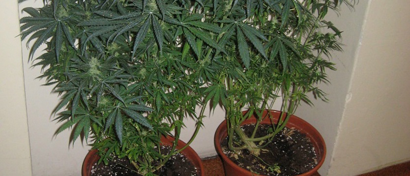 Marihuana i amfetamina w szafie