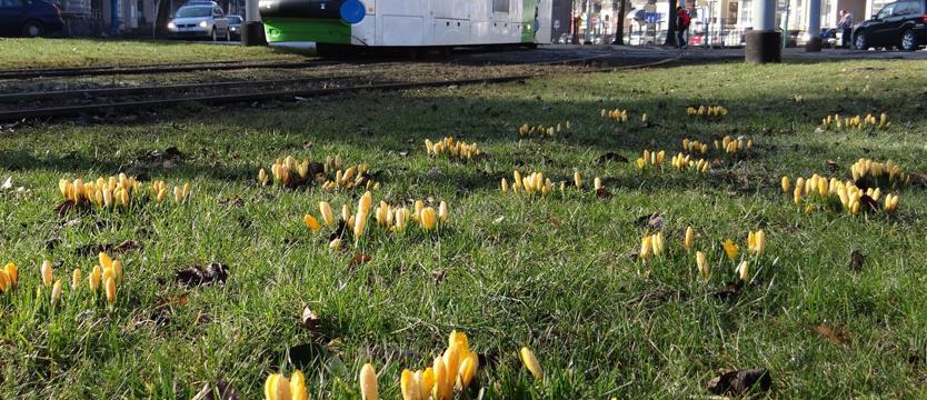 Krokusy na wiosnę