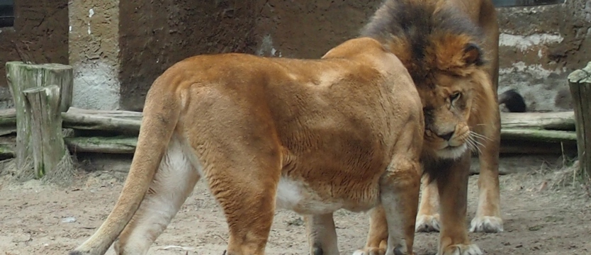 Wiosna w ogrodzie