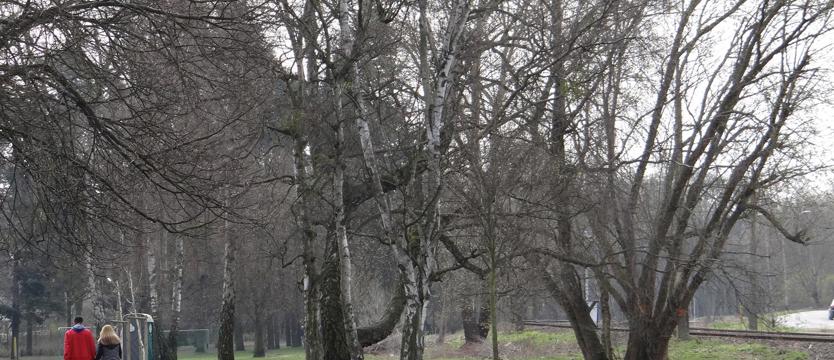 W KURIERZE. Obwodnicą przez park