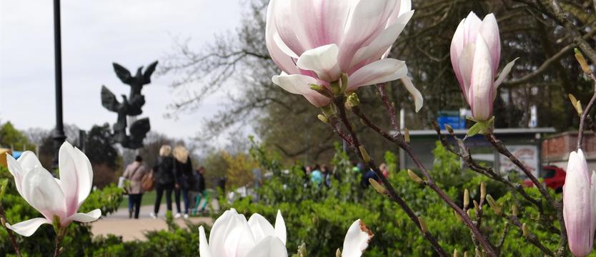 Magnolie: do podziwiania