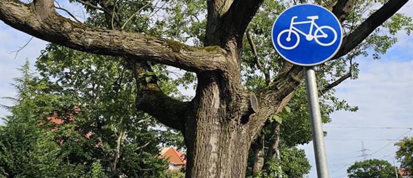 Fatalna seria wśród historycznych drzew