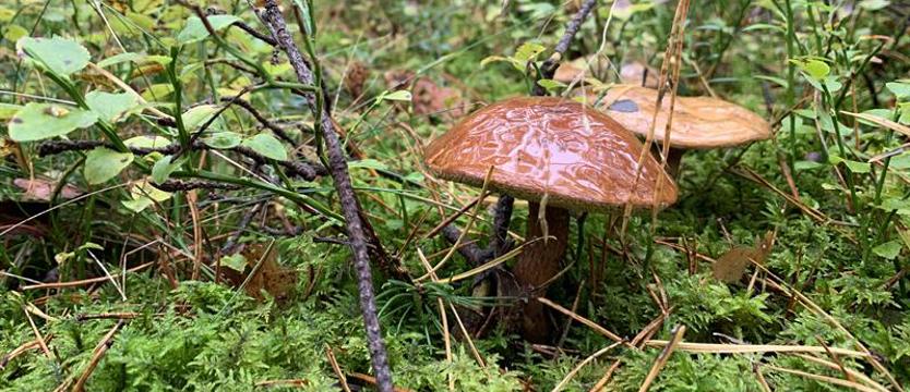 Do grzybów z respektem. Nie jesteś pewny, skonsultuj ze znawcą