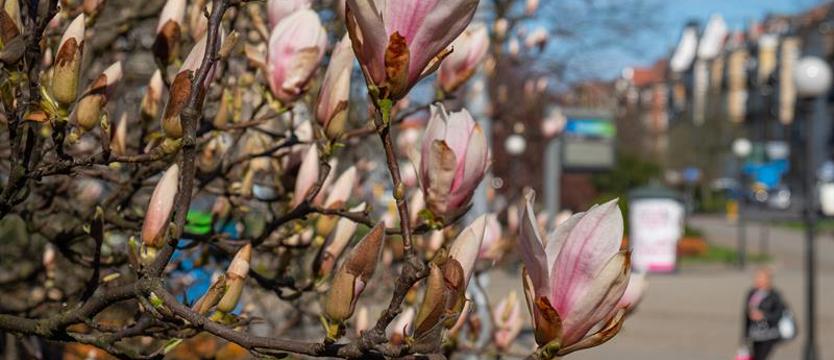 Konkurs fotograficzny. Zrób zdjęcie i wygraj sadzonkę magnolii!