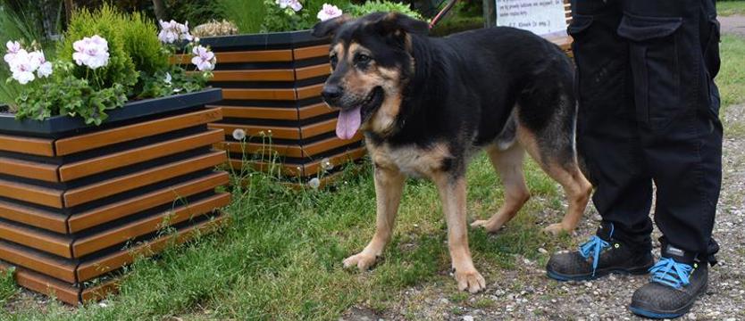 Weź mnie KURIEREM do domu. Jedno psie życie