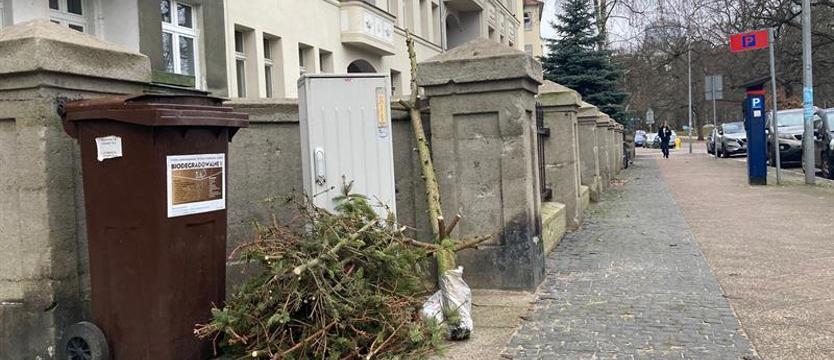 Co zrobić z choinką po świętach?