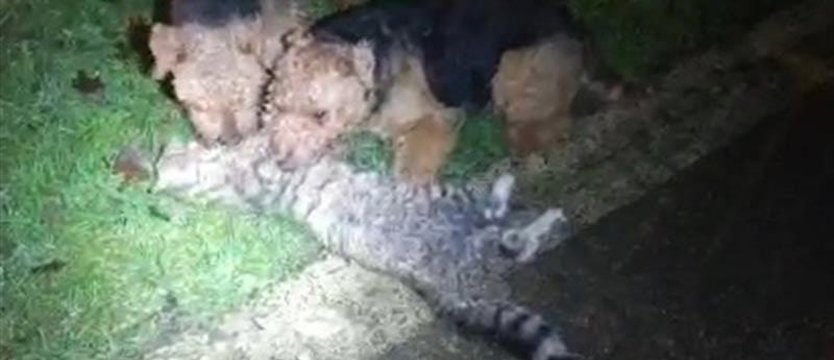 Kot konał w męczarniach, myśliwy kręcił film