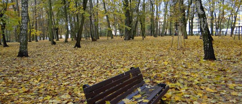 Pośród jesiennych drzew i krzewów. Dziesięć odsłon wrześniowej zieleni