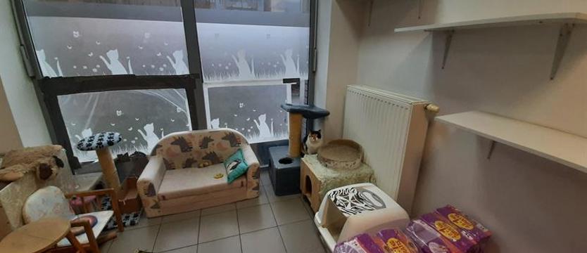 Pół tysiąca kotów go potrzebuje. TOZ w Policach przyjmie pomoc
