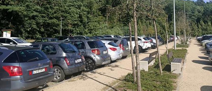 Pielęgnacja z efektem... dyskretnym. Szkoda młodych drzew