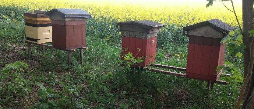 Pszczoły i ule w rękach złodzieja