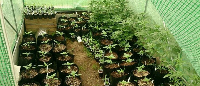 Zlikwidowali kolejną plantację konopi
