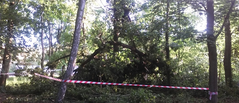 NAPISZ DO NAS. Łamią się drzewa w Parku Chopina