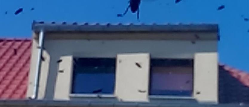 Horror za oknem