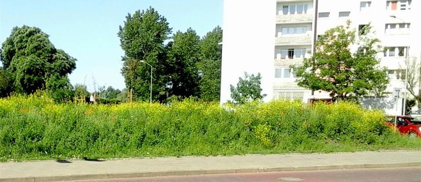 Oko na miasto (1)