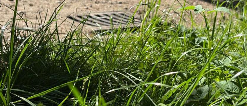 Sprzątajmy skoszoną trawę. Uwaga na zatkane kratki