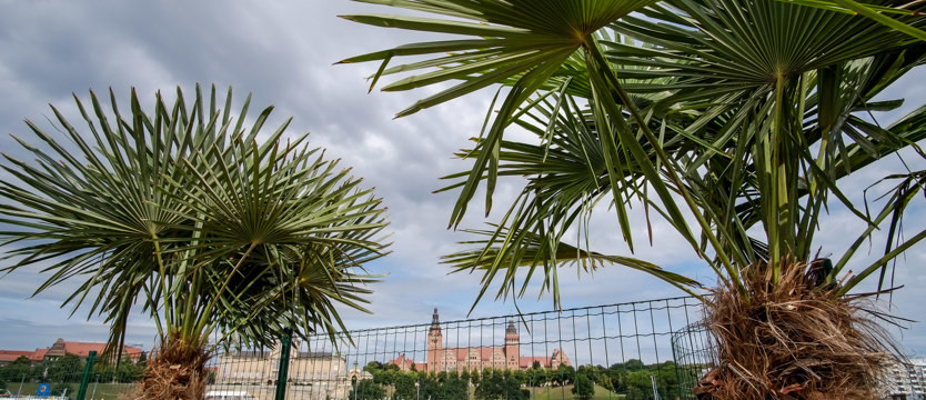 Palmy i sieci na Wyspie Grodzkiej