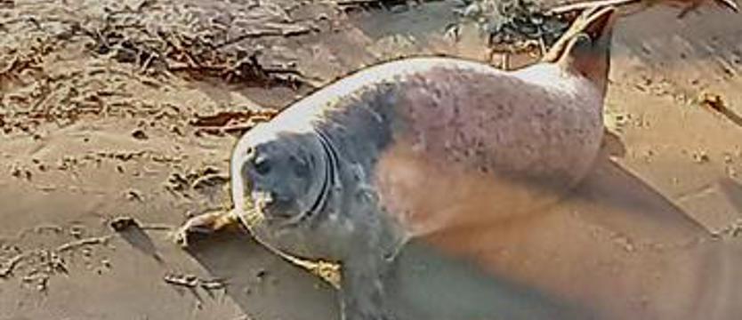 Foka w szczecińskim porcie na nowo budowanym nabrzeżu