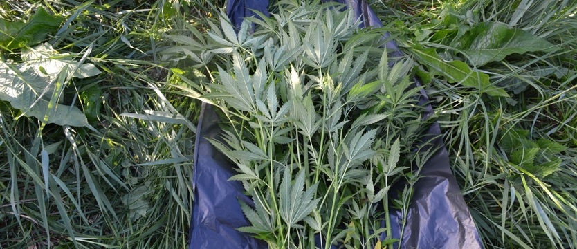 Nielegalna plantacja w lesie