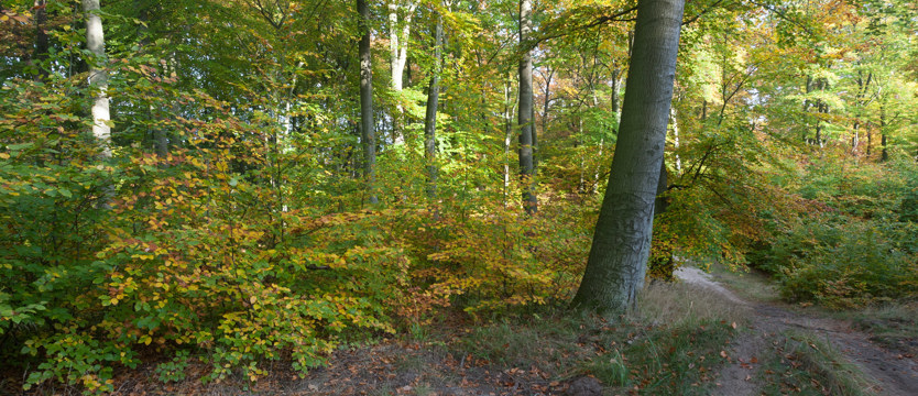 W KURIERZE: Oczyszczalnia zatruła atmosferę