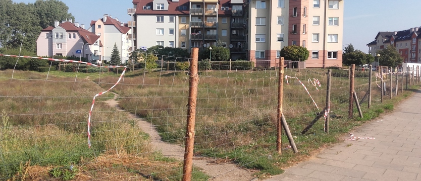 Najpierw ornitolog, potem piły