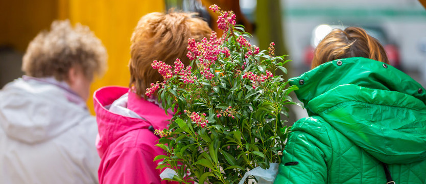 MIASTO OGRÓD zielony event
