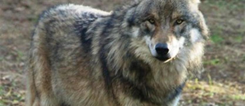 Pod Kołobrzegiem pojawiły się wilki