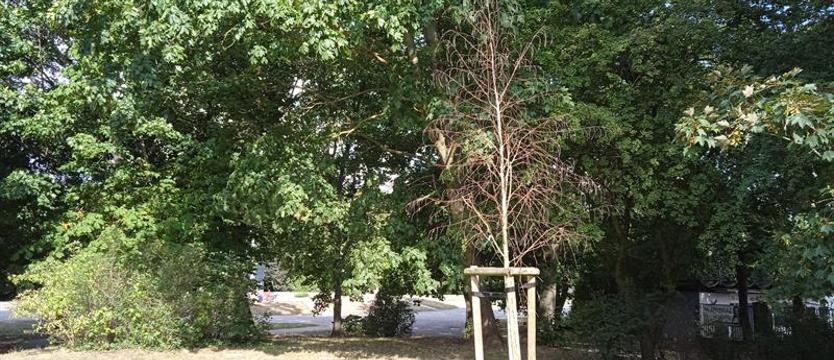 Czytelnicy informują: kolejne uschnięte drzewa