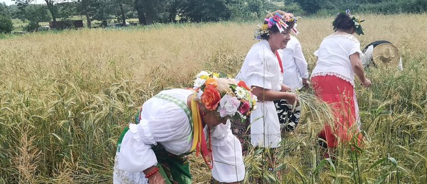 Jak się dawniej zbierało zboże, czyli żniwa w Gosławiu
