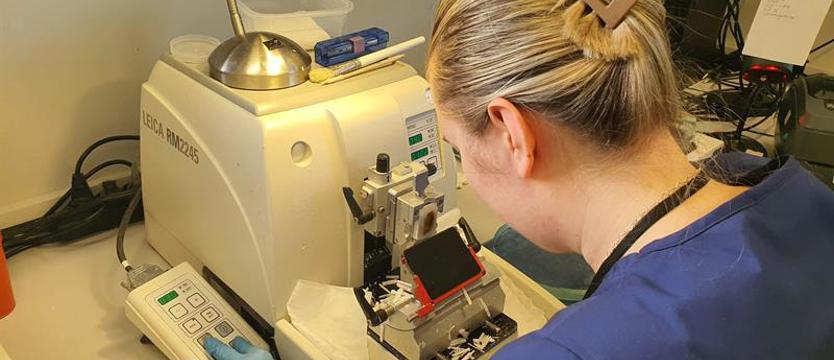 Wysoka skuteczność patomorfologów z Zachodniopomorskiego Centrum Onkologii