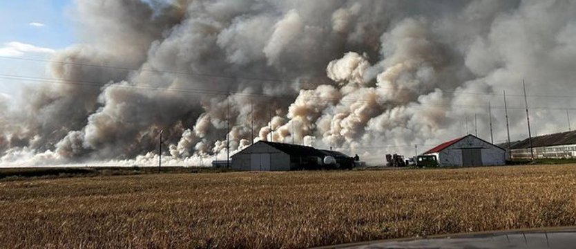 Wielki pożar w Brzezinach. Płonęło zboże i ściernisko