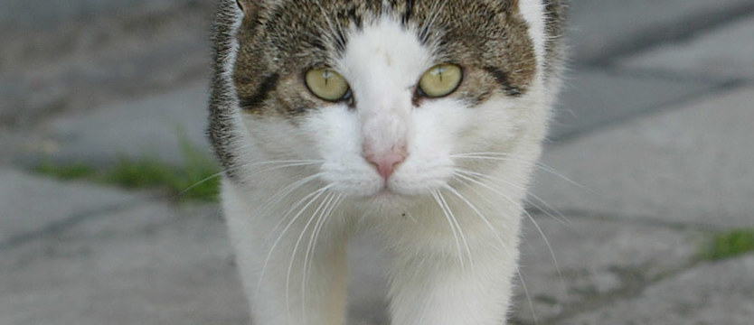 W planach: miau