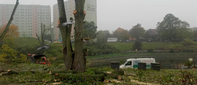 Dlaczego piłują przy stawie? 