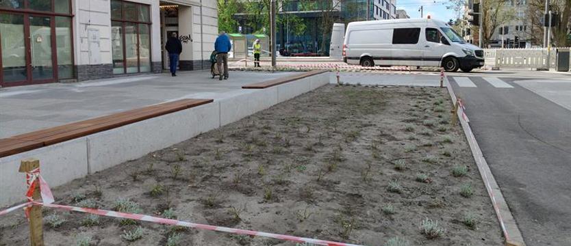 Nowa zieleń – pod linijkę. Posadzili, ale kiepsko zabezpieczyli