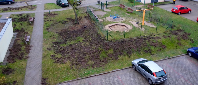 NAPISZ DO NAS. Dziki przekopały Podjuchy