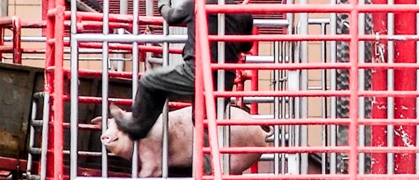 Protest: przeciwko rzeźni bólu, strachu, cierpienia
