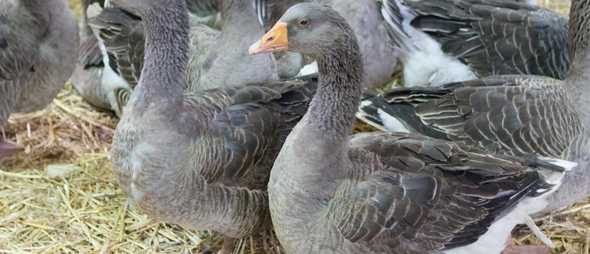 Uwaga na ptasią grypę! Wojewoda uczula hodowców